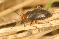 Capsus ater